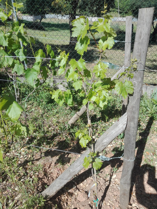pizutello grape vine
