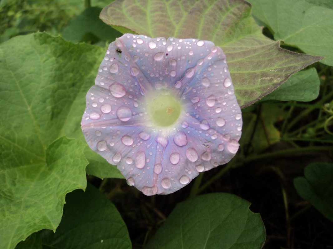 Henry-Ortiz-Utima-Gotas-de-Lluvia-7