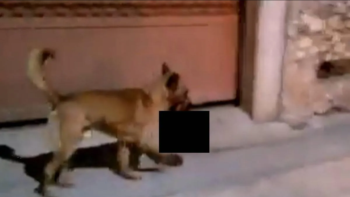 Fiscalía de Zacatecas recupera cabeza humana que perro paseó