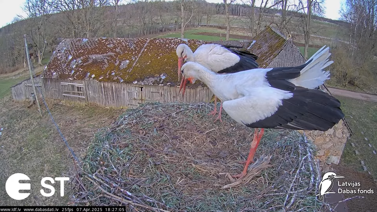 (6) Baltie stārķi (Ciconia ciconia) Tukuma novadā __ White storks in Tukums, Latvia - YouTube - 697_