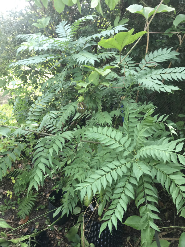 Curry Tree 112018