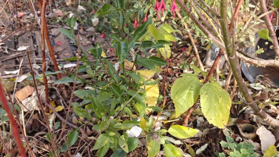 IMG20251117124542