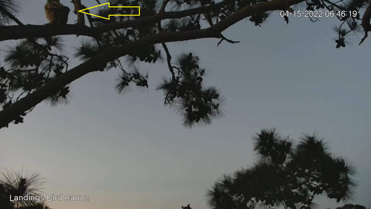 Live! Savannah Great Horned Owls (Cam 3 PTZ) _ Cornell Lab & Skidaway Audubon 7-47-20 screenshot
