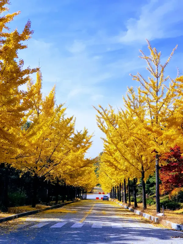 산 단풍 풍경