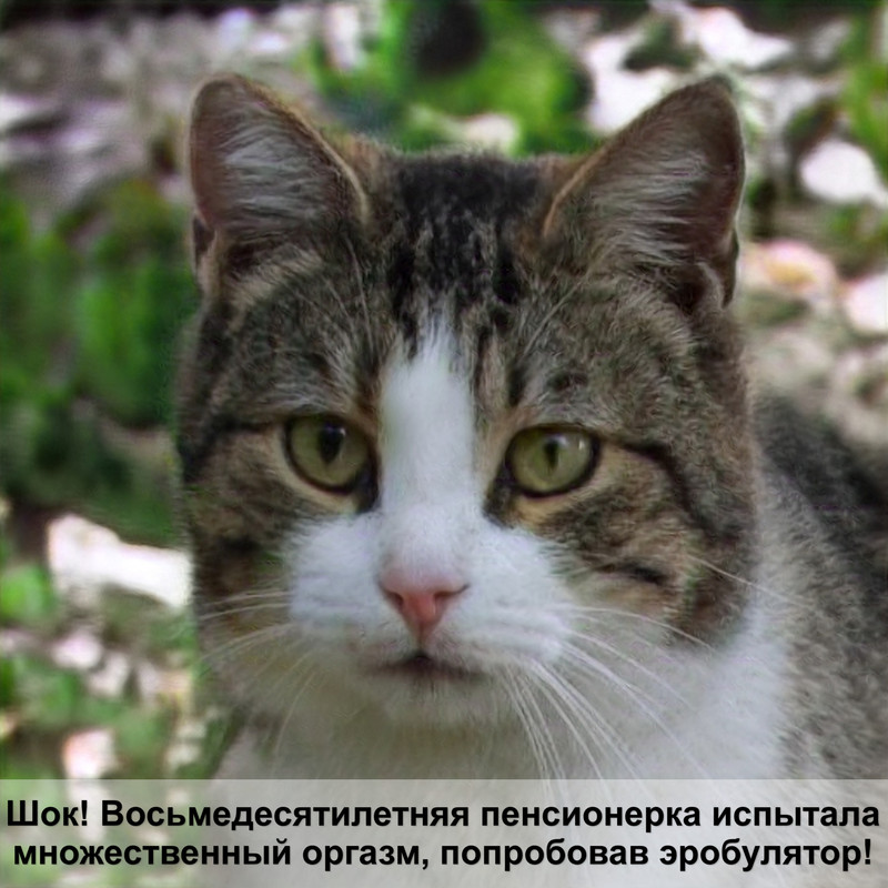 шерсть кошки беременность