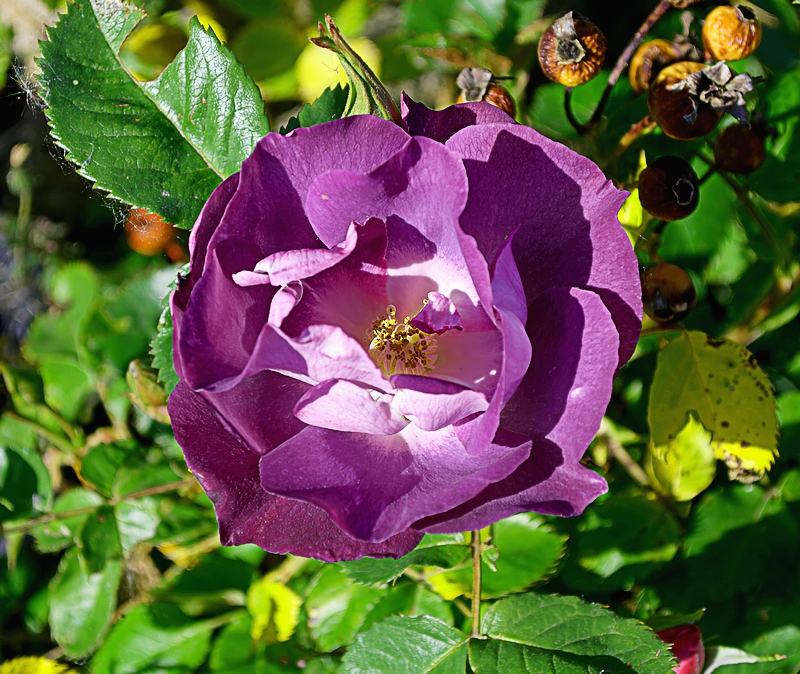 https://i.postimg.cc/CMzmN45V/20260425-DSC-0012.jpg