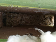 Chodbička u ježkovníku.