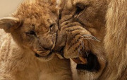 african-lion-and-cub-4k-t1.jpg