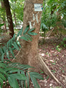 Arroceros-Forest-Park-Manila-Bagras20260715-141212