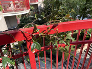 IMG-3774