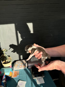 Afbeelding van WhatsApp op 2024-06-24 om 20.37.53_bfa4cc1a