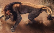 wild-african-lion-4k-t1.jpg