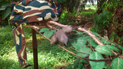 Kamunting-220613-(3)