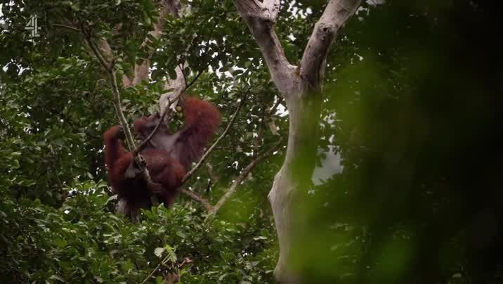 [Image: zpte3fu65sk8.jpg]