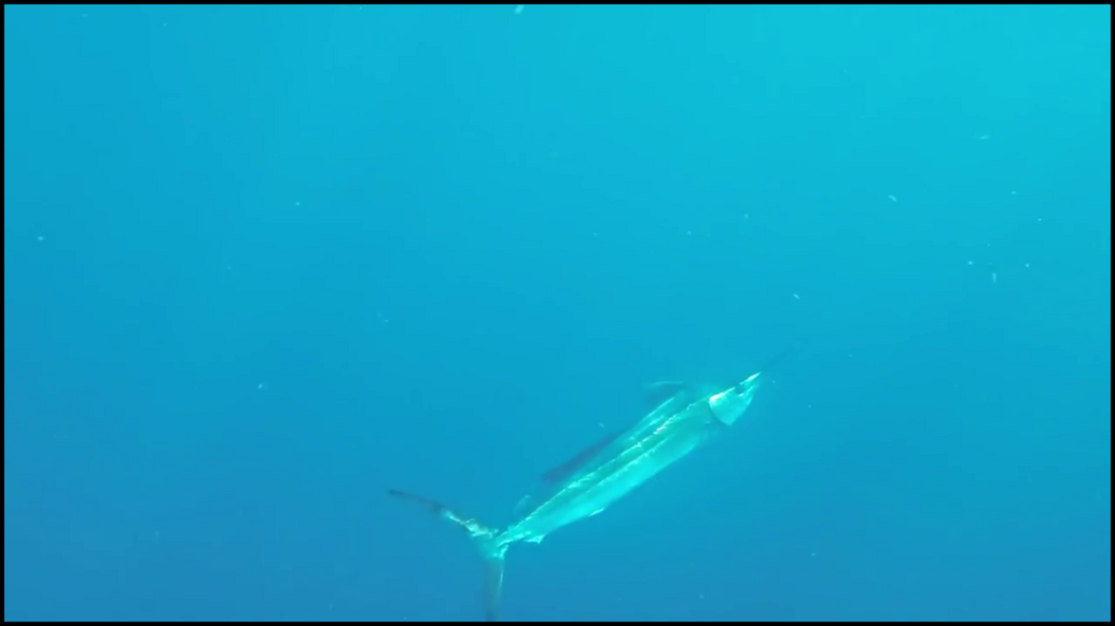 [Image: yu3wlk43f4td.png]