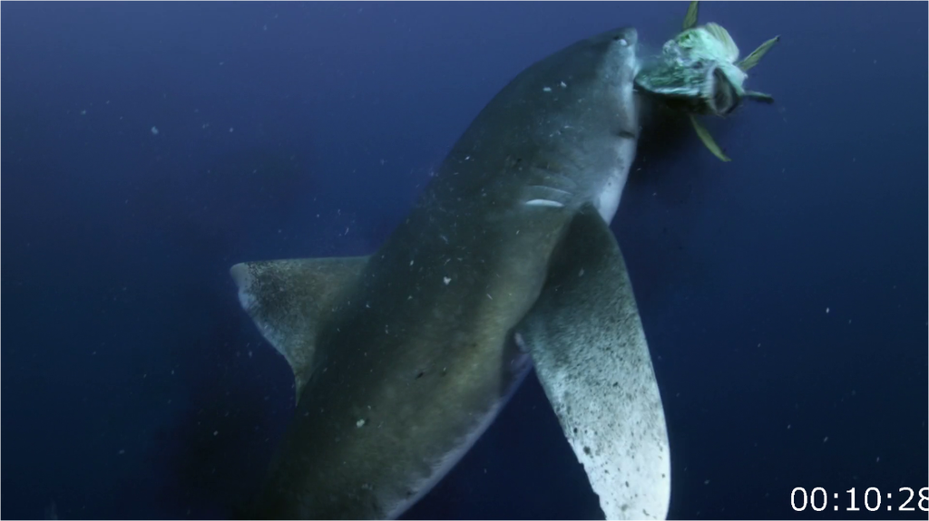 [Image: u40dcx2a8spf.png]