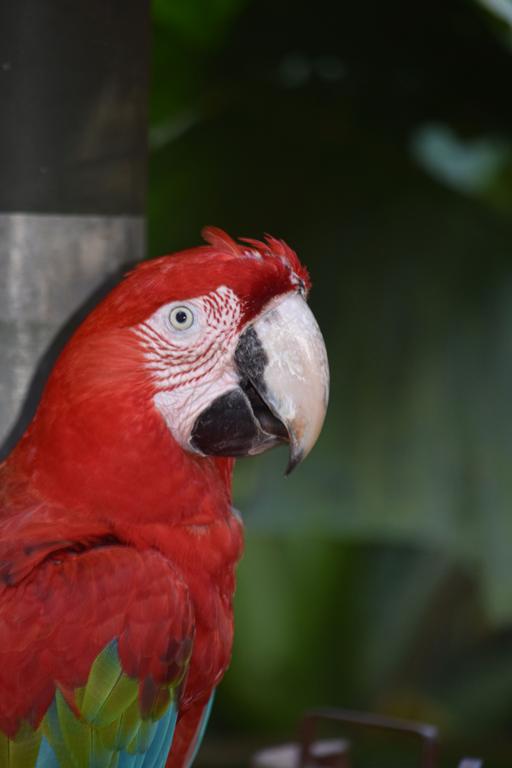 В джазе только девушки или аргентинско-бразильский калейдоскоп В джазе только девушки или аргентинско-бразильский калейдоскоп