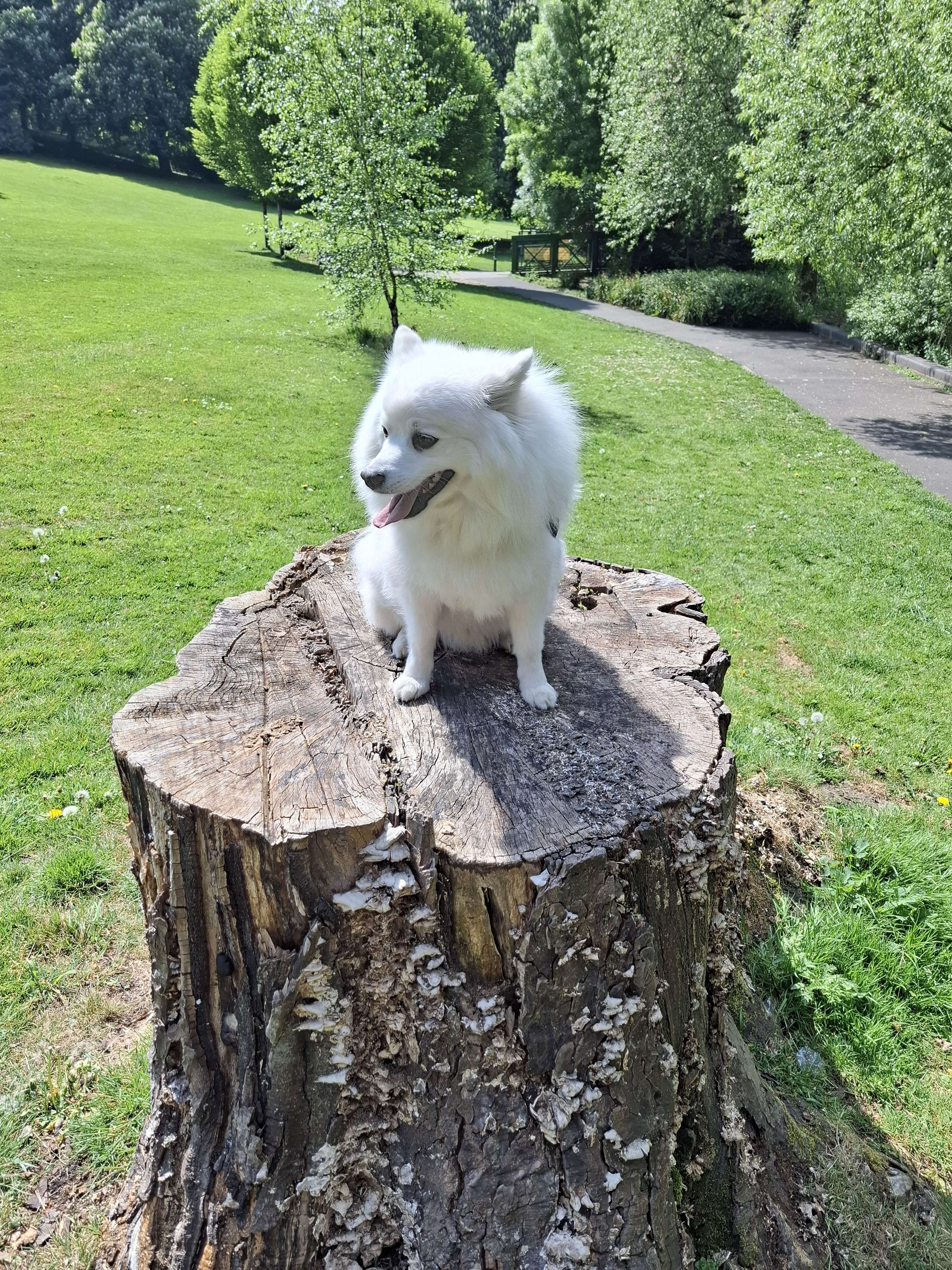 Jimmy on a tree trunk