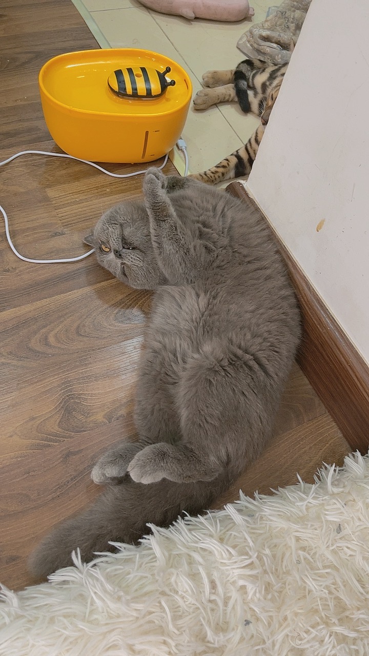 PoppaChan Noshiro Maid Cosplay (Azur Lane) – 117 Photos 11 Videos 408MB插图5