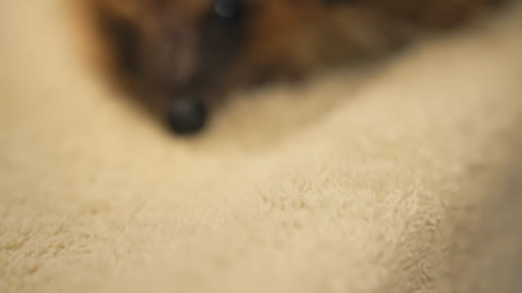 [Image: 88rfz0lusz5e.png]