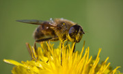 Eristalis tenax (Common Drone Fly) - JPB_8294