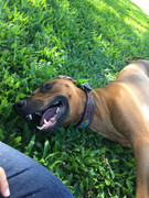 Rocco the Rhodesian Ridgeback 49