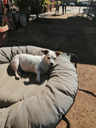 Roxy-Du-Plessis