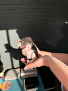 Afbeelding van WhatsApp op 2024-06-24 om 20.37.30_0a304f50