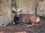 Bioparc Jill Swain (2)