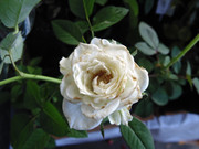 27.12.flower fair XII