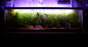 Gold-Endlers-aquarium-July-26