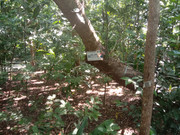 Arroceros-Forest-Park-Manila-Bagras20260716-150629