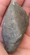Caliza con fósiles de conchas IMG-6514
