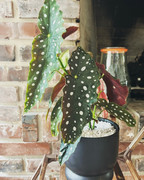 993C9949-82AD-4472-BF7A-94783E6D40B3