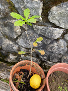 Roble-a