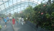 Cloud Forest 20