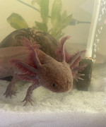 All My Axolotl Photos