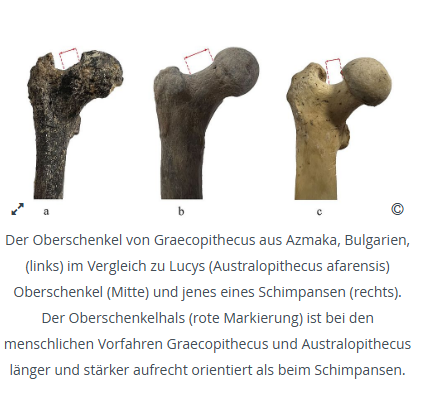 Knochen eines Oberschenkels