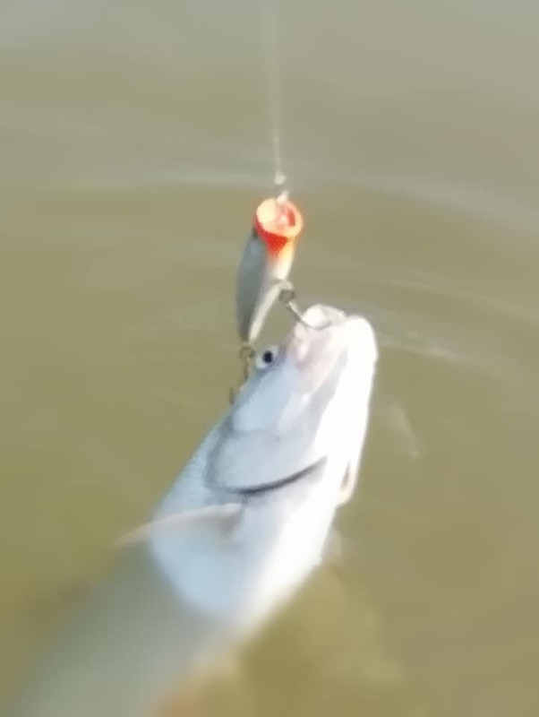 38392423_2053237818043002_856037598282383360_n