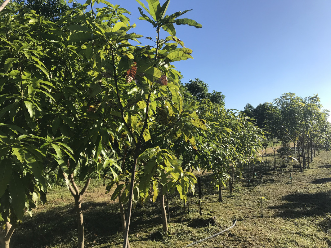 FFMangoes6