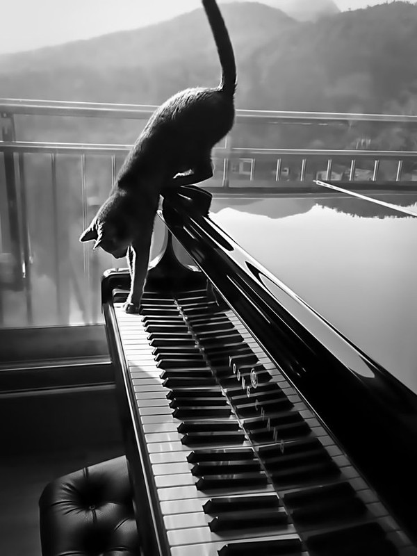 blackcatpiano.jpg