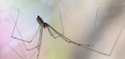 Pholcus phalangioides (Daddy Long Legs) - _JPB6224