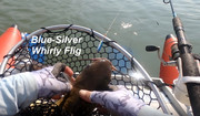 [Image: BLUE-SILVER.jpg]