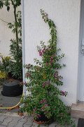 Bougainvillea DSC-0035