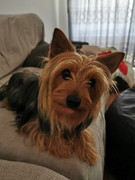 Bailey-Vermaak
