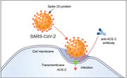 attachment of SARS-CoV-2 spike protein to ACE receptor