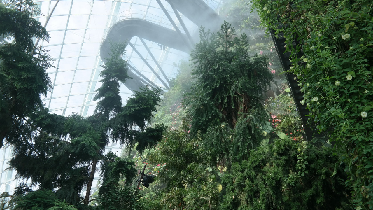 Cloud Forest 10