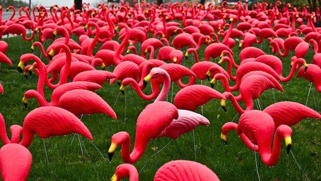 [Image: Pink-Flamingos-jpg-653x0-q80-crop-smart.jpg]