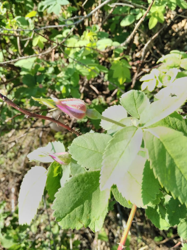 BF333E25-8533-472B-B13E-DC4BA1C715A9