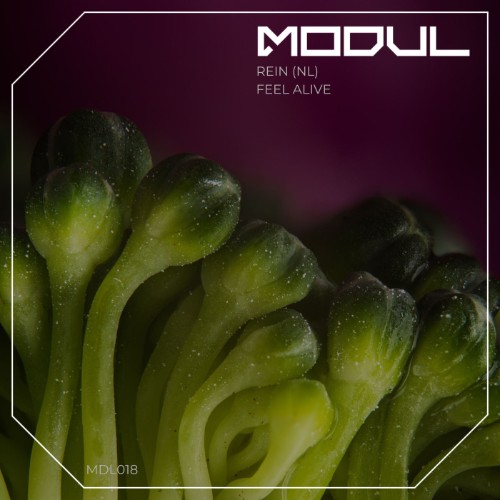 Rein (NL) - Feel Alive (2026) MP3